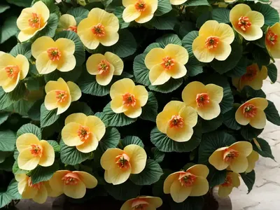 Trailing Watermelon Begonia (Pellionia Repens)