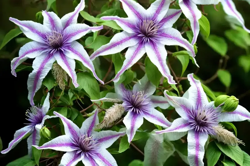 Traveller’s-joy (Clematis Vitalba) — photo 3