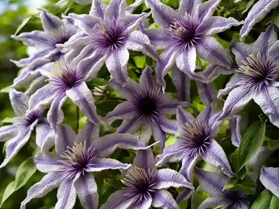 Traveller’s-joy (Clematis Vitalba)