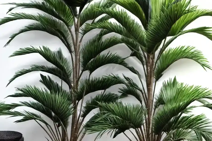 Traveller’s tree (ravenala madagascariensis) — photo 2