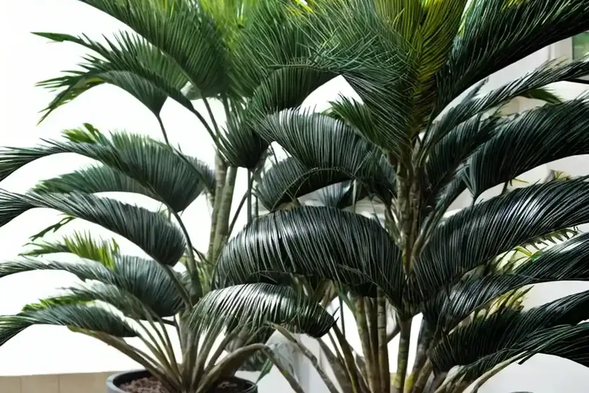 Traveller’s tree (ravenala madagascariensis) — photo 3