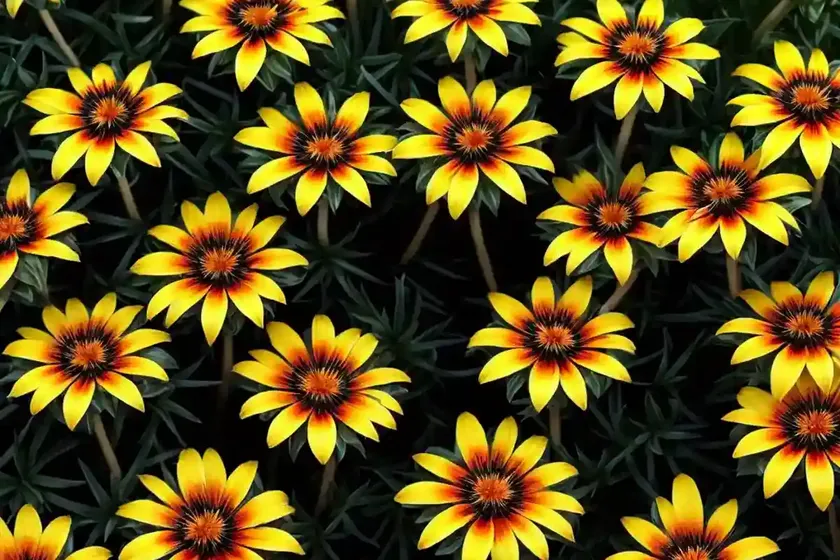 Treasure flower (gazania (group) — photo 2