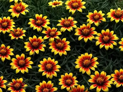 Treasure Flower (Gazania (group)