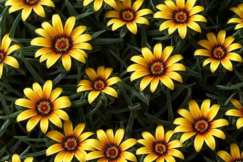Treasure flower (gazania linearis ‘colorado gold’) — photo 2