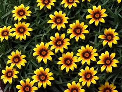 Treasure Flower (Gazania Linearis ‘Colorado Gold’)