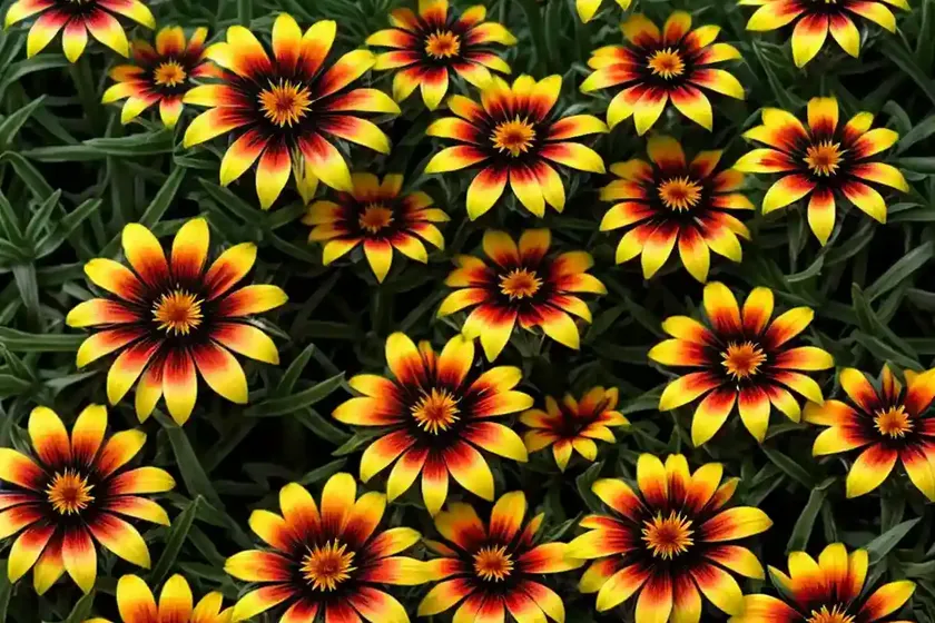 Treasure flower (gazania rigens) — photo 3