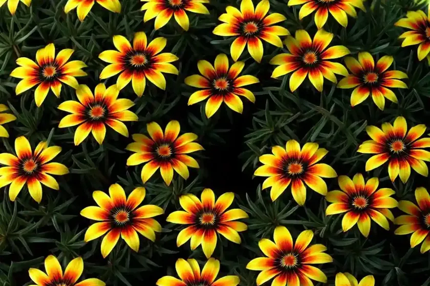 Treasure flower (gazania rigens) — photo 3