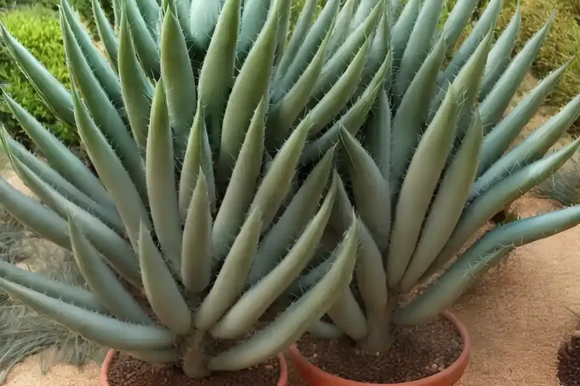 Tree aloe (aloidendron barberae) — photo 2