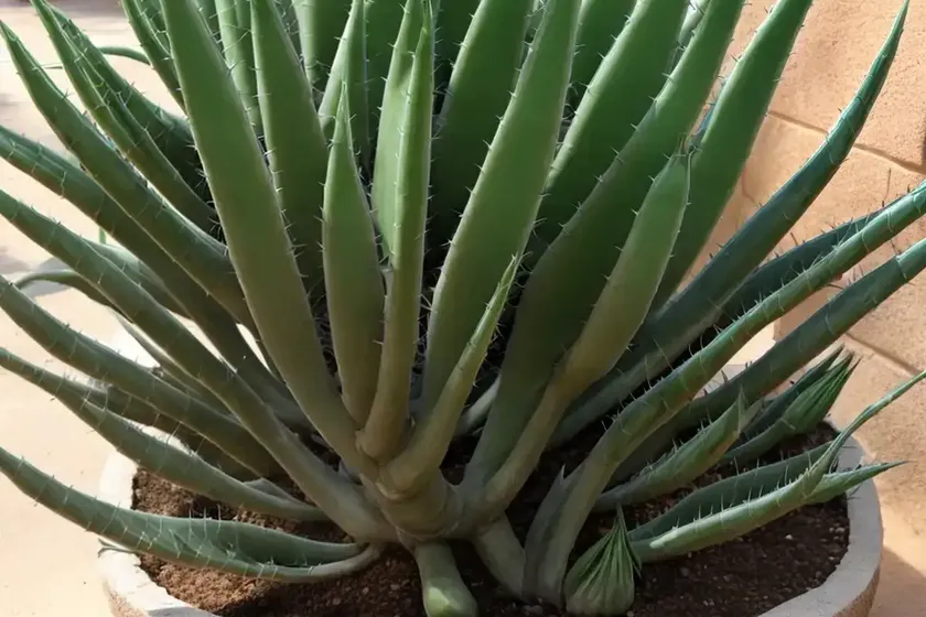 Tree aloe (aloidendron barberae) — photo 3