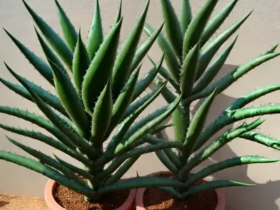 Tree Aloe (Aloidendron Barberae)