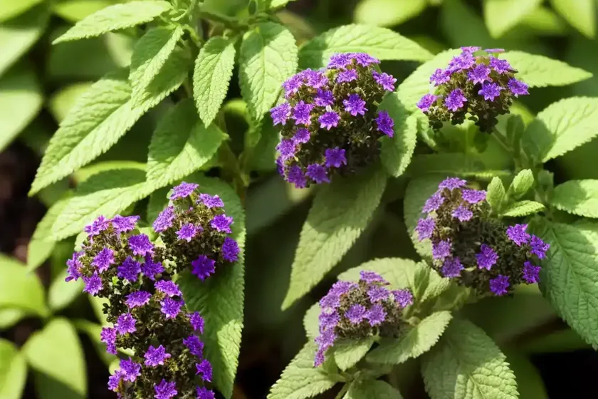 Tree heliotrope (tournefortia argentea) — photo 2