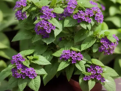 Tree Heliotrope (Tournefortia Argentea)