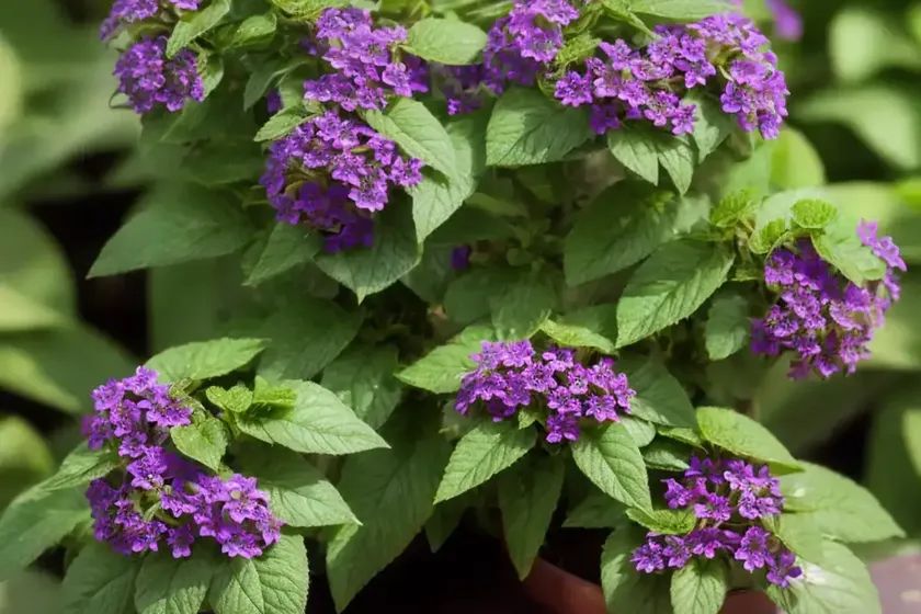 Tree heliotrope (tournefortia argentea)