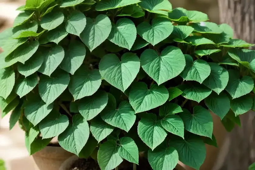 Tree ivy plants (fatshedera) — photo 3