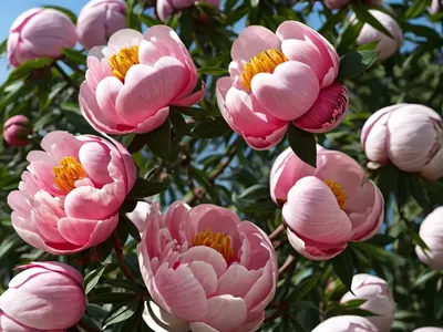 Tree Peony (Paeonia ‘Themis’)