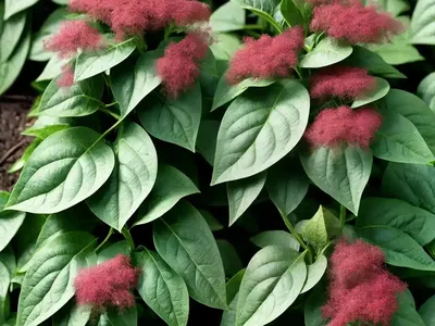 Tree Spinach (Chenopodium Giganteum)