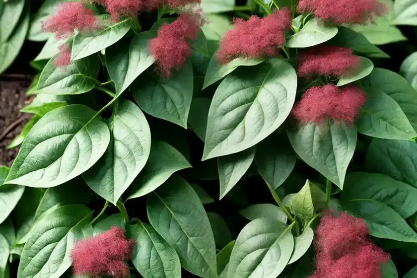 Tree spinach (chenopodium giganteum)