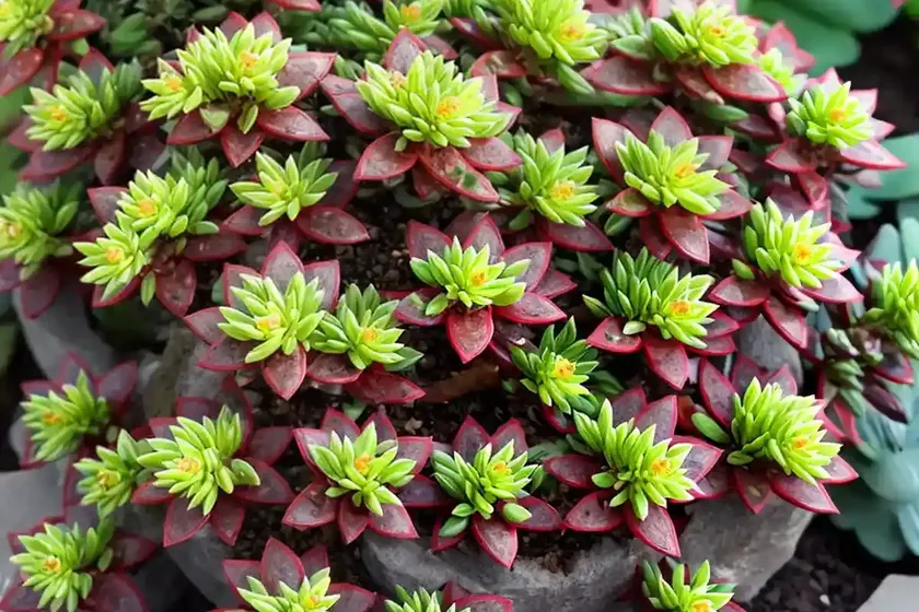 Tree stonecrop (sedum dendroideum) — photo 3