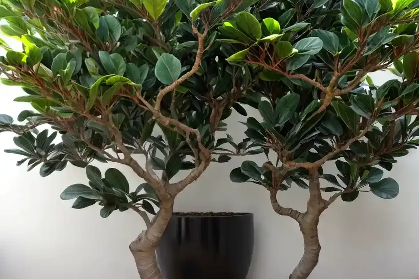 Triangle fig (ficus triangularis) — photo 2