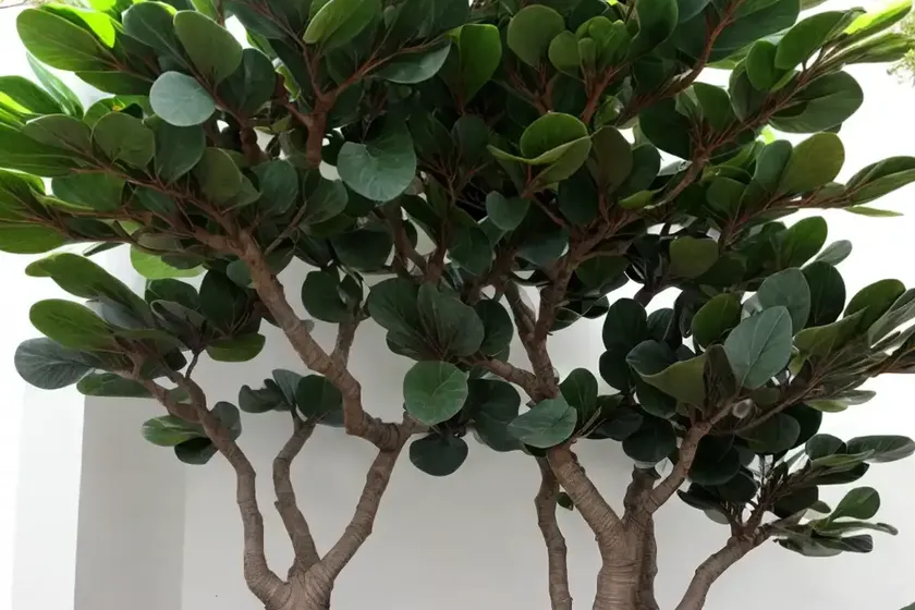 Triangle fig (ficus triangularis) — photo 3
