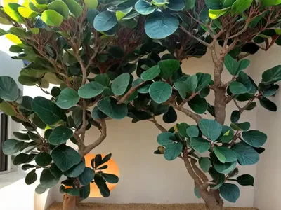 Triangle Fig (Ficus Triangularis)