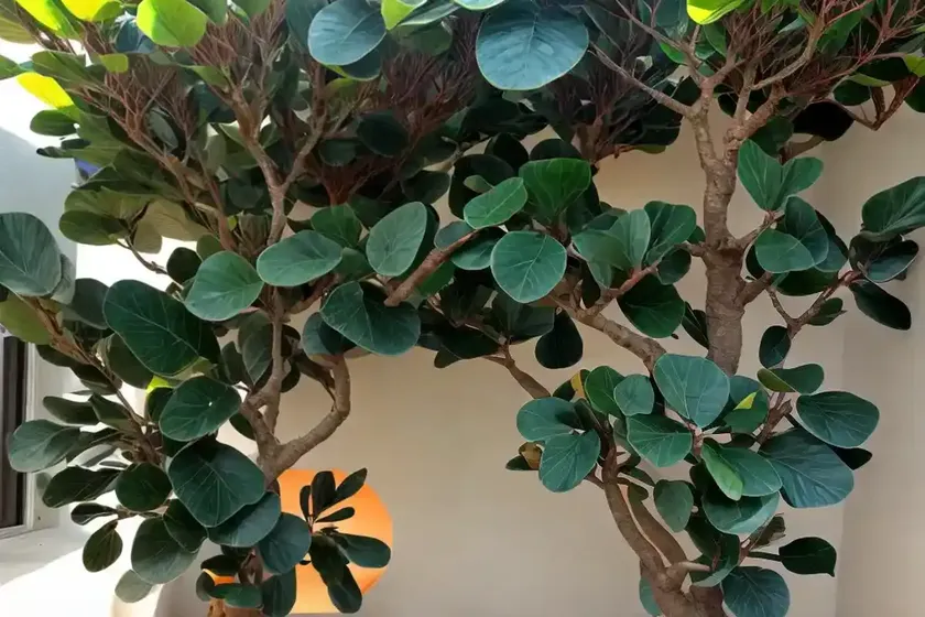 Triangle fig (ficus triangularis)