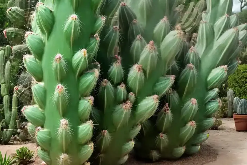 Trichocereus litoralis (echinopsis chiloensis subs. litoralis) — photo 2