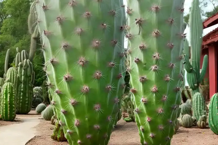 Trichocereus litoralis (echinopsis chiloensis subs. litoralis) — photo 3