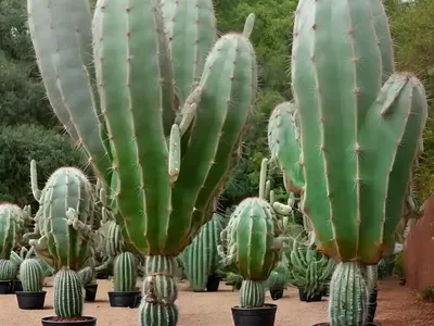 Trichocereus Litoralis (Echinopsis Chiloensis Subs. Litoralis)