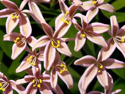 Tricyrtis Formosana ‘Autumn Glow’ (Toad Lily)
