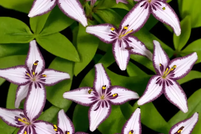 Tricyrtis formosana ‘dark beauty’ (toad lily) — photo 2