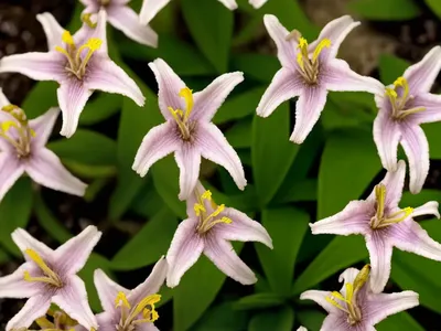 Tricyrtis Formosana ‘Gilt Edge’ (Toad Lily)