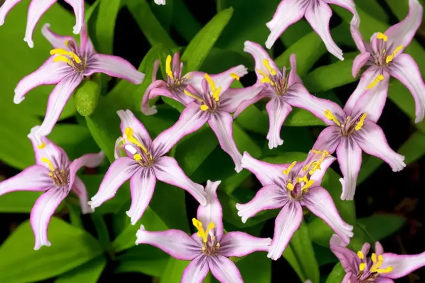 Tricyrtis formosana ‘samurai’ (toad lily) — photo 2