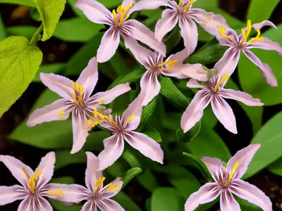 Tricyrtis Formosana ‘Samurai’ (Toad Lily)