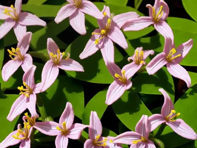 Tricyrtis Formosana (Toad Lily)