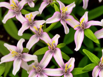 Tricyrtis Hirta ‘Miyazaki Hybrids’ (Toad Lily)