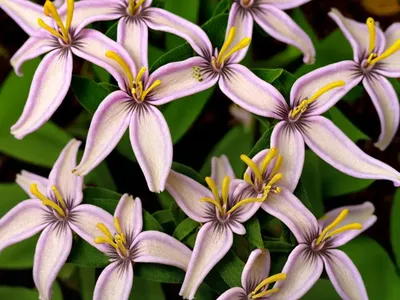 Tricyrtis Hirta ‘Tojen’ (Toad Lily)