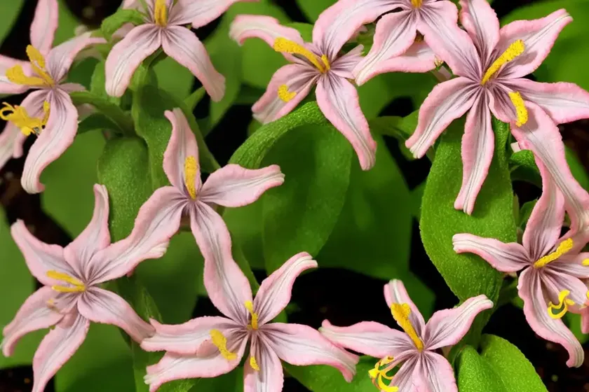 Tricyrtis ‘taipei silk’ (toad lily) — photo 3