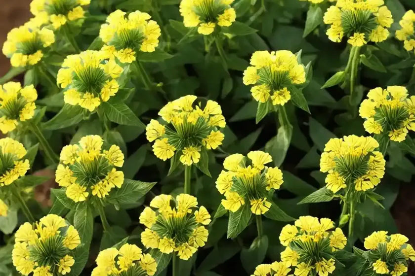 Trifolium aureum (trifolium aureum) — photo 2