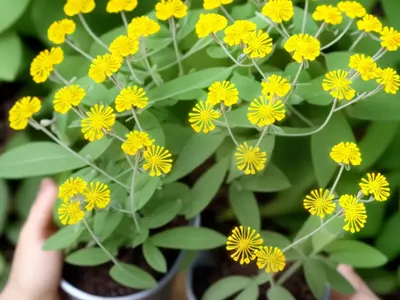 Trigonella Polyceratia (Medicago Polyceratia)