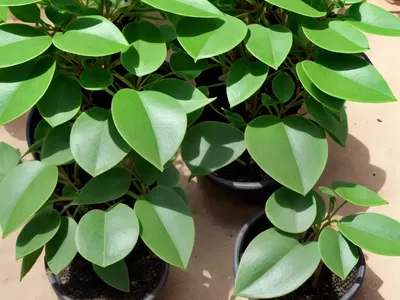 Tristaniopsis Laurina (Tristaniopsis Laurina Water Gum)