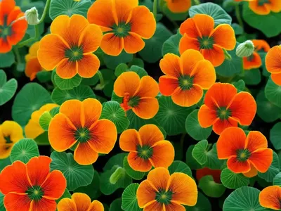 Tropaeolum Minus ‘Phoenix’ (Nasturtium)