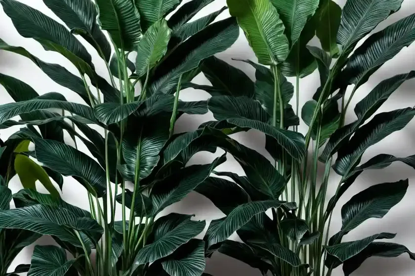 Tropicanna black canna lily (canna ‘tropicanna black’) — photo 2