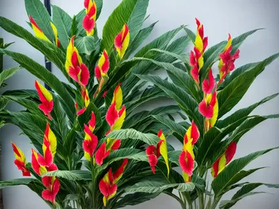 Tropicanna Gold (Canna X Generalis ‘Tropicana Gold’)