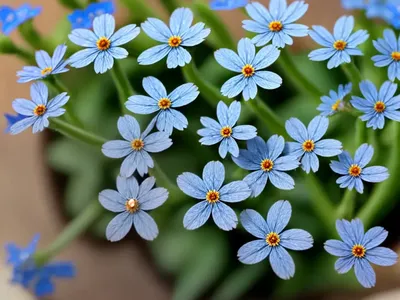 True Forget-me-not (Myosotis Scorpioides)