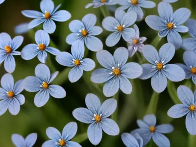 True Forget-me-not (Myosotis Scorpioides)