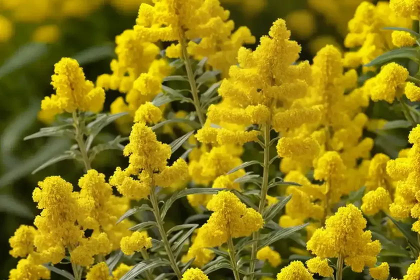 True goldenrod (solidago virgaurea) — photo 2