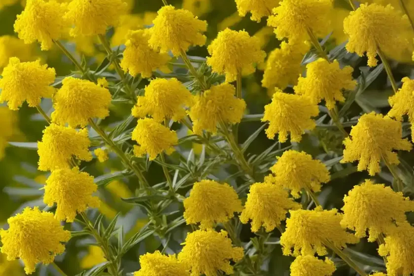 True goldenrod (solidago virgaurea) — photo 3