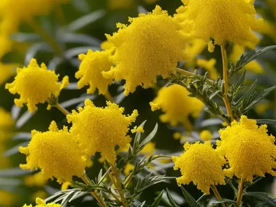 True Goldenrod (Solidago Virgaurea)