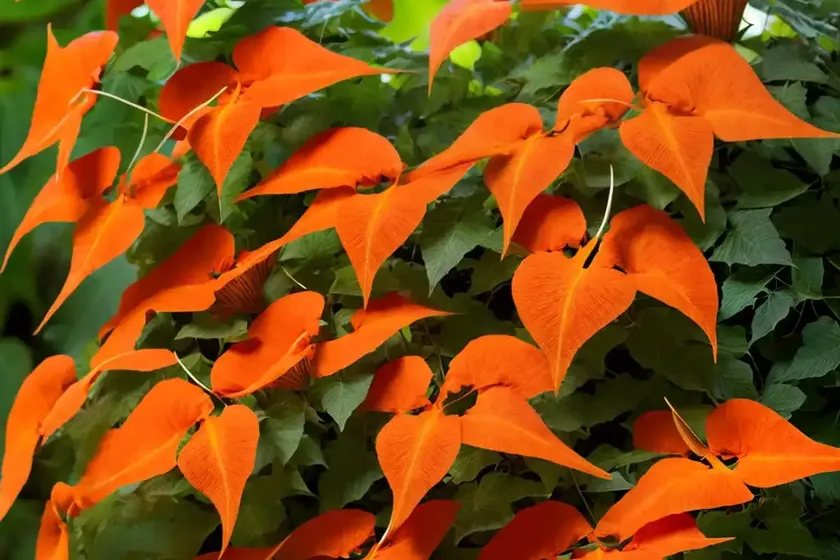 Trumpet creeper (campsis radicans) — photo 2